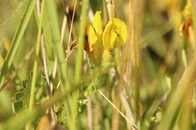 <i>Cytisus lotoides</i>
