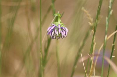 <i>Phyteuma orbiculare</i>
