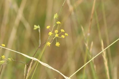 <i>Bupleurum falcatum</i>
