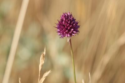 <i>Allium sphaerocephalon</i>