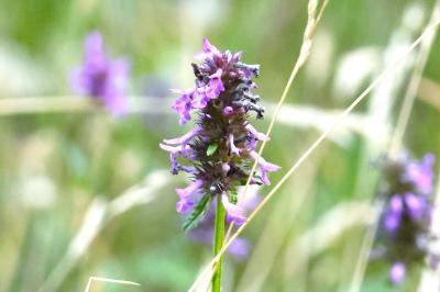 <i>Betonica officinalis</i>