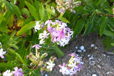 <i>Saponaria officinalis</i>