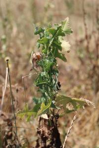 <i>Lactuca serriola</i>