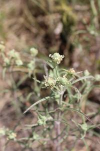 <i>Plantago arenaria</i>