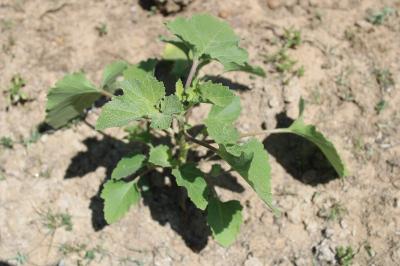 <i>Xanthium orientale</i>