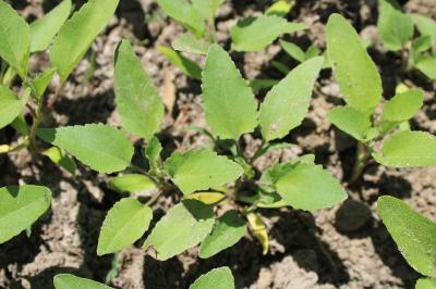 <i>Xanthium orientale</i>