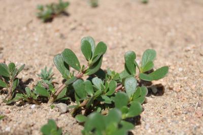 <i>Portulaca oleracea</i>