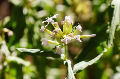 <i>Saponaria officinalis</i>