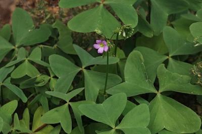 <i>Oxalis latifolia</i>