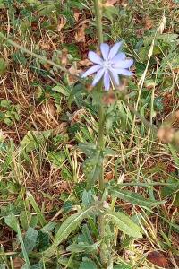 <i>Cichorium intybus</i>