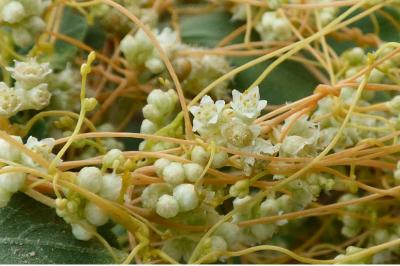 <i>Cuscuta campestris</i>