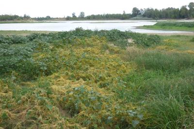 <i>Cuscuta campestris</i>