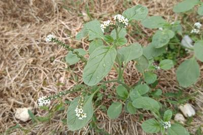 <i>Heliotropium europaeum</i>