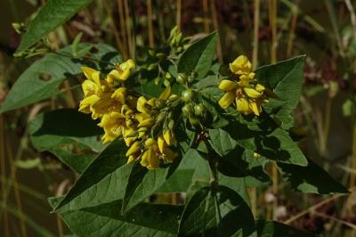 <i>Lysimachia vulgaris</i>