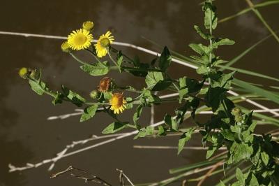 <i>Pulicaria dysenterica</i>