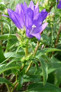 <i>Campanula glomerata</i>