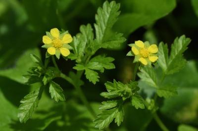 <i>Potentilla supina</i>
