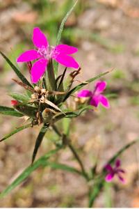 <i>Dianthus armeria</i>