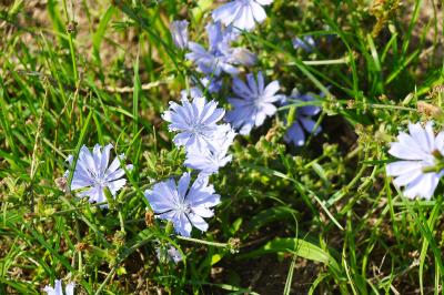 <i>Cichorium intybus</i>