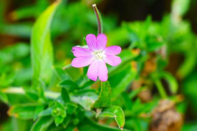 <i>Epilobium hirsutum</i>