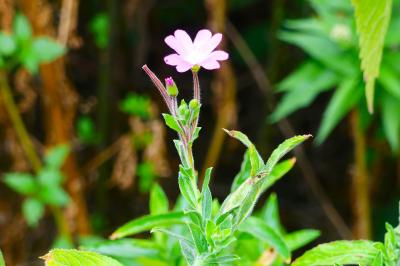 <i>Epilobium hirsutum</i>