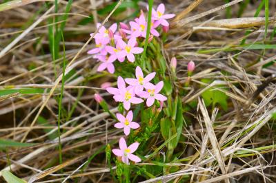 <i>Centaurium erythraea</i>