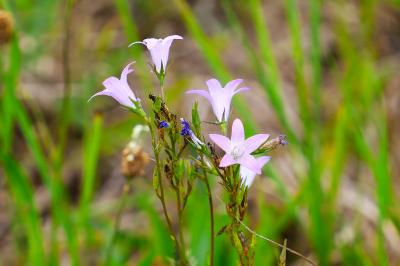 <i>Campanula rapunculus</i>