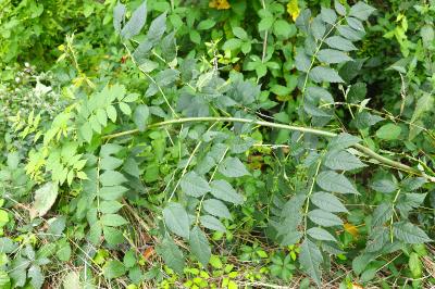 <i>Fraxinus excelsior</i>