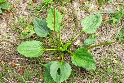 <i>Plantago major</i>