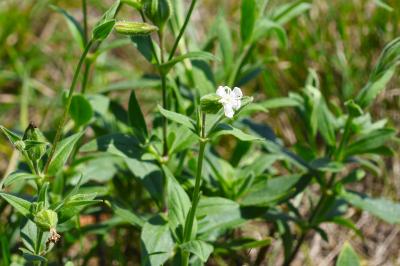 <i>Silene latifolia</i>