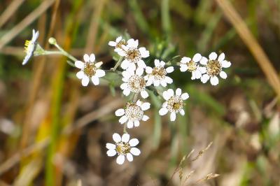 <i>Achillea ptarmica</i>