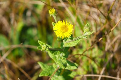 <i>Pulicaria dysenterica</i>