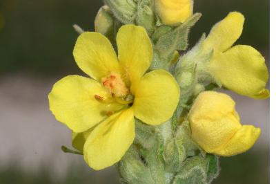 <i>Verbascum phlomoides</i>
