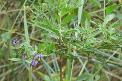 <i>Solanum dulcamara</i>