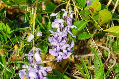 <i>Wisteria sinensis</i>
