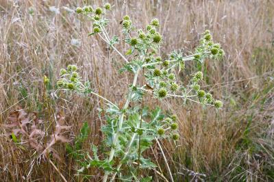 <i>Eryngium campestre</i>