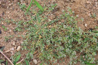 <i>Corrigiola littoralis</i>