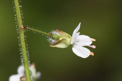 <i>Circaea lutetiana</i>