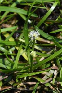 <i>Sparganium natans</i>