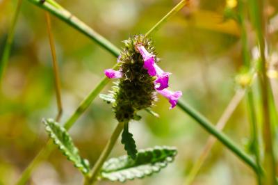 <i>Betonica officinalis</i>