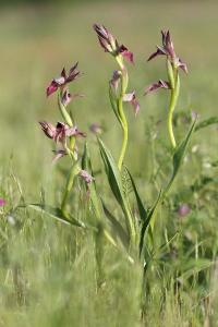 <i>Serapias lingua</i>