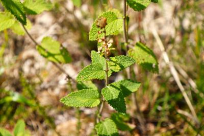 <i>Teucrium scorodonia</i>