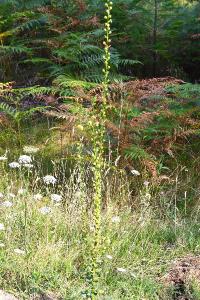 <i>Verbascum virgatum</i>