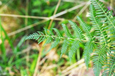 <i>Pteridium aquilinum</i>