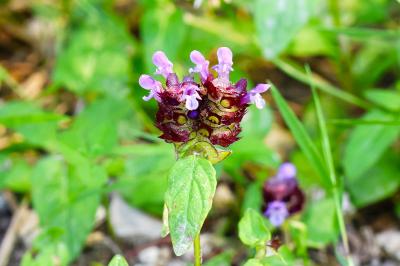 <i>Prunella vulgaris</i>
