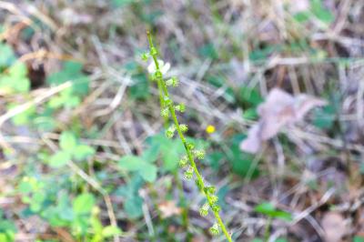 <i>Agrimonia eupatoria</i>