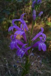 <i>Lobelia urens</i>
