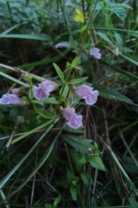 <i>Scutellaria minor</i>