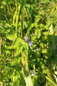 <i>Scutellaria galericulata</i>