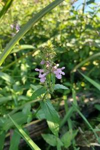 <i>Stachys palustris</i>